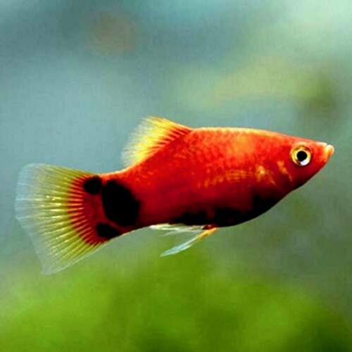 Xiphophorus maculatus - Platy Micky Mouse neon rouge M
